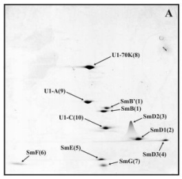 Semi-quantitative Proteomics Analysis